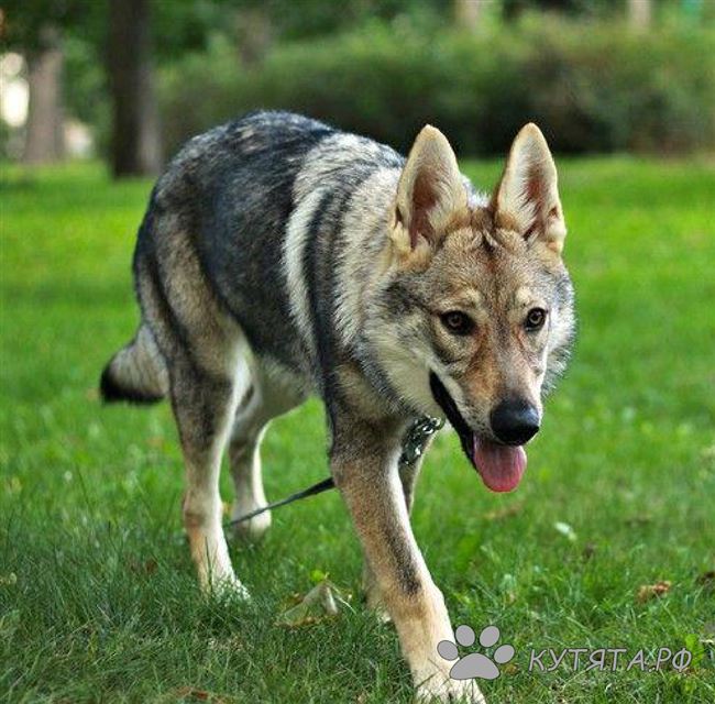 Чешский волчак. История, характер, внешность, болезни породы собак